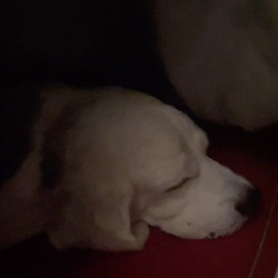 1 sec magic of peace at home  #lokithedogofmischief #abeaglenamedloki #beaglesofinstagram